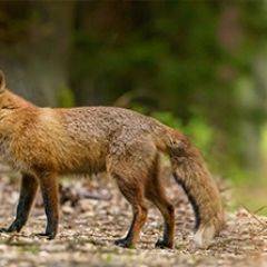 Кухонный фартук Фауна 005 МДФ матовый (3000) Fauna в Глазове - glazov.mebel24.online | фото