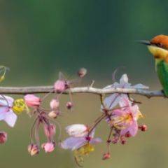 Кухонный фартук Фауна 015 МДФ матовый (3000) Fauna в Глазове - glazov.mebel24.online | фото