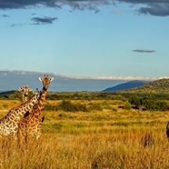 Кухонный фартук Фауна 061 МДФ матовый (3000) Fauna в Глазове - glazov.mebel24.online | фото