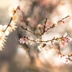 Кухонный фартук Цветы 317 МДФ матовый (3000) Flowers в Глазове - glazov.mebel24.online | фото